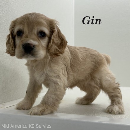 puppy, for, sale, Cocker Spaniel, Joe & Cherri  Overlease, dog, breeder, Miller, MO, dog-breeder, puppy-for-sale, forsale, nearby, find, puppyfind, locator, puppylocator, aca
